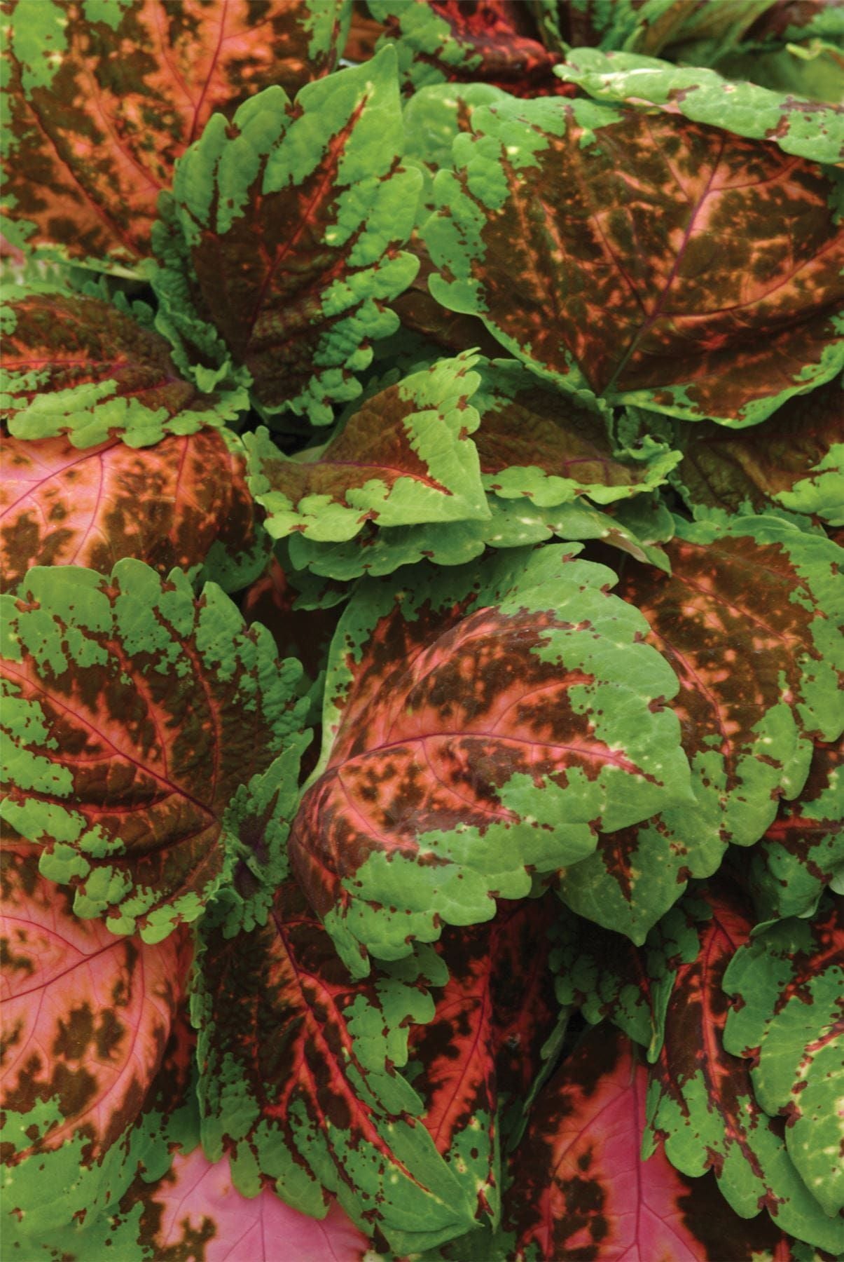 Coleus Kong Salmon Pink Seeds