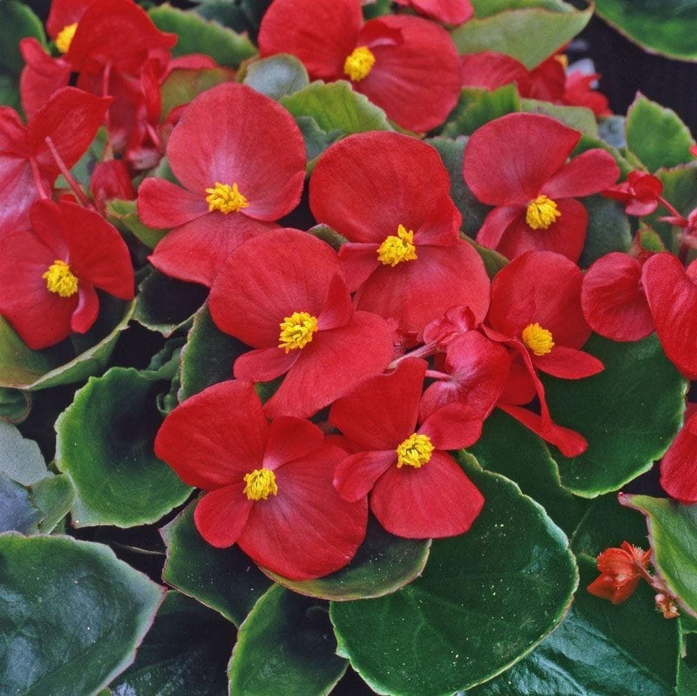 Begonia Heaven Red F1 Hybrid Seeds