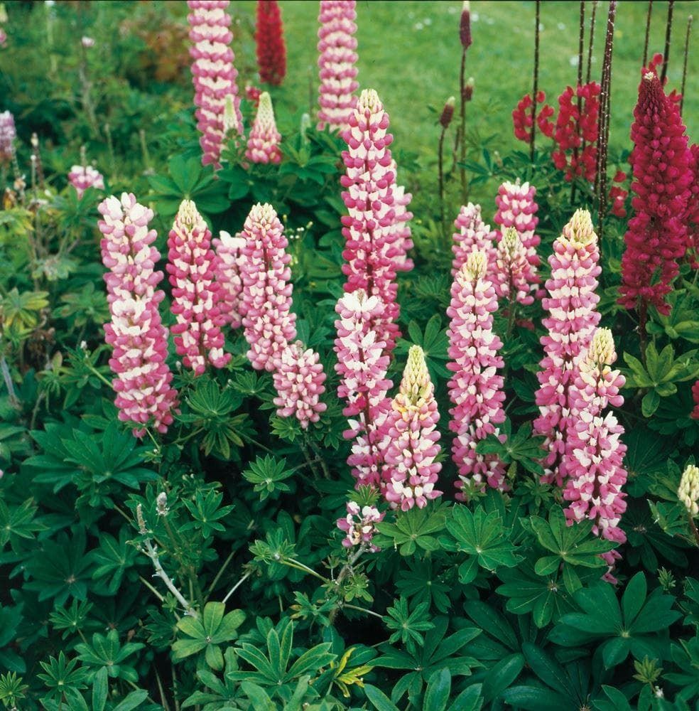 Lupin Russell The Chatelaine Seeds