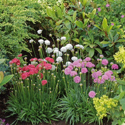 Armeria Ballerina Mixed Seeds