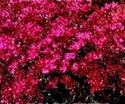 Sedum spurium coccineum Seeds