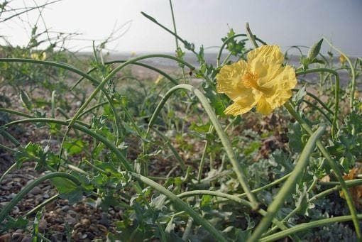 Wild Flower Yellow HornedPoppy Glaucium Seeds