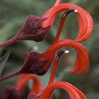 Lobelia tupa Seeds