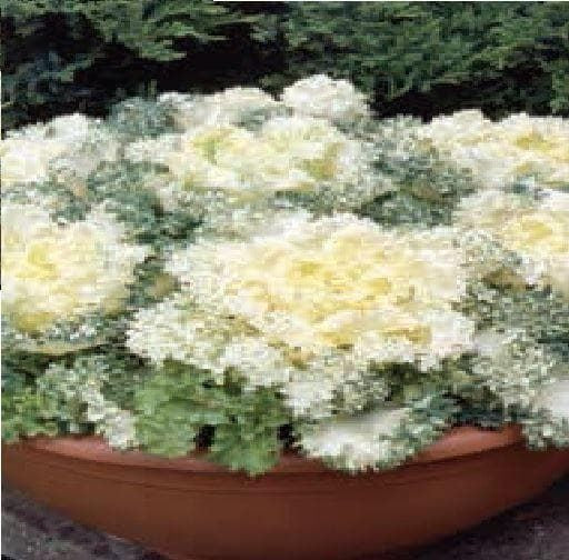Ornamental Brassica Northern Lights Fringed White F1 Hybrid Seeds