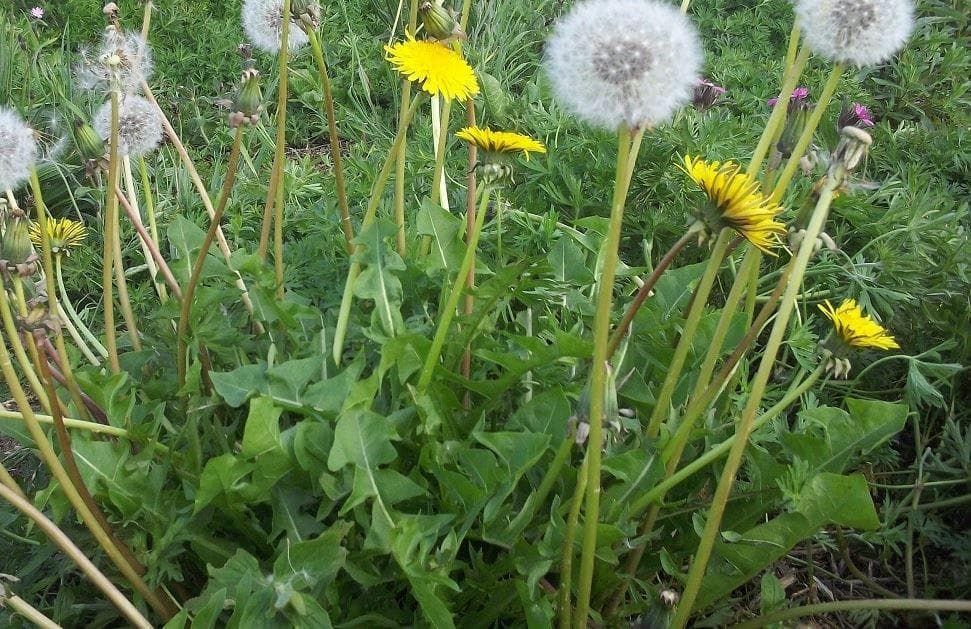 Wild Flower Dandelion Taraxacum officinale Seeds