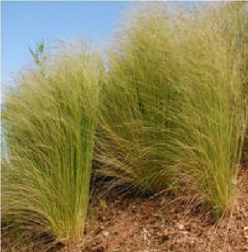 Stipa elegantissima Seeds