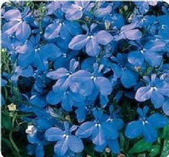 Lobelia Bedding Riviera Sky Blue Seeds