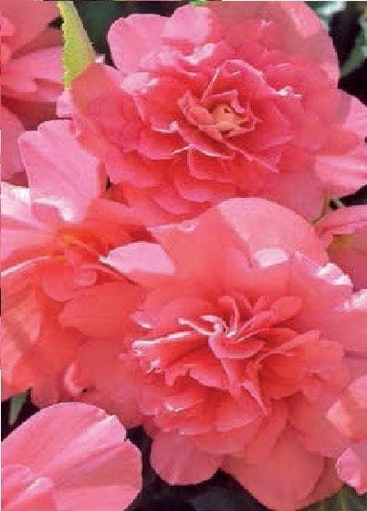 Begonia Illumination Salmon Pink F1 Hybrid Seeds