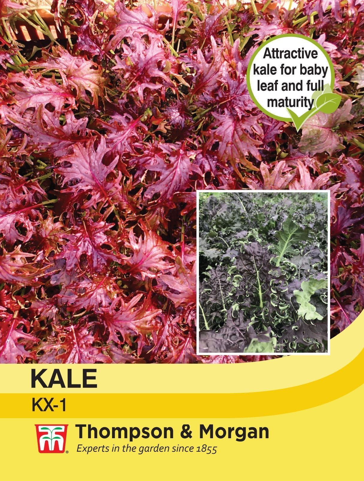 Thompson & Morgan - Vegetable - Kale - KX -1 - 150 Seeds