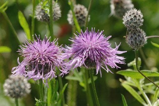 Wild Flower Greater Knapweed Centaurea scabiosa Seeds