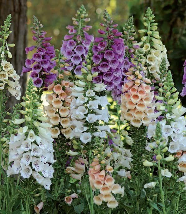 Foxglove Digitalis Dalmatian F1 Hybrid Mixed Seeds