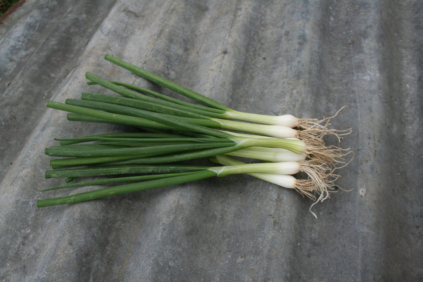 Salad Onion Eiffel Seeds