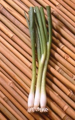 Salad Onion Summer Island Seeds