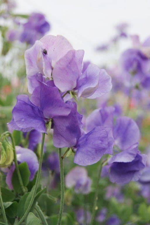 Sweet Pea Mammoth Mid Blue Seeds