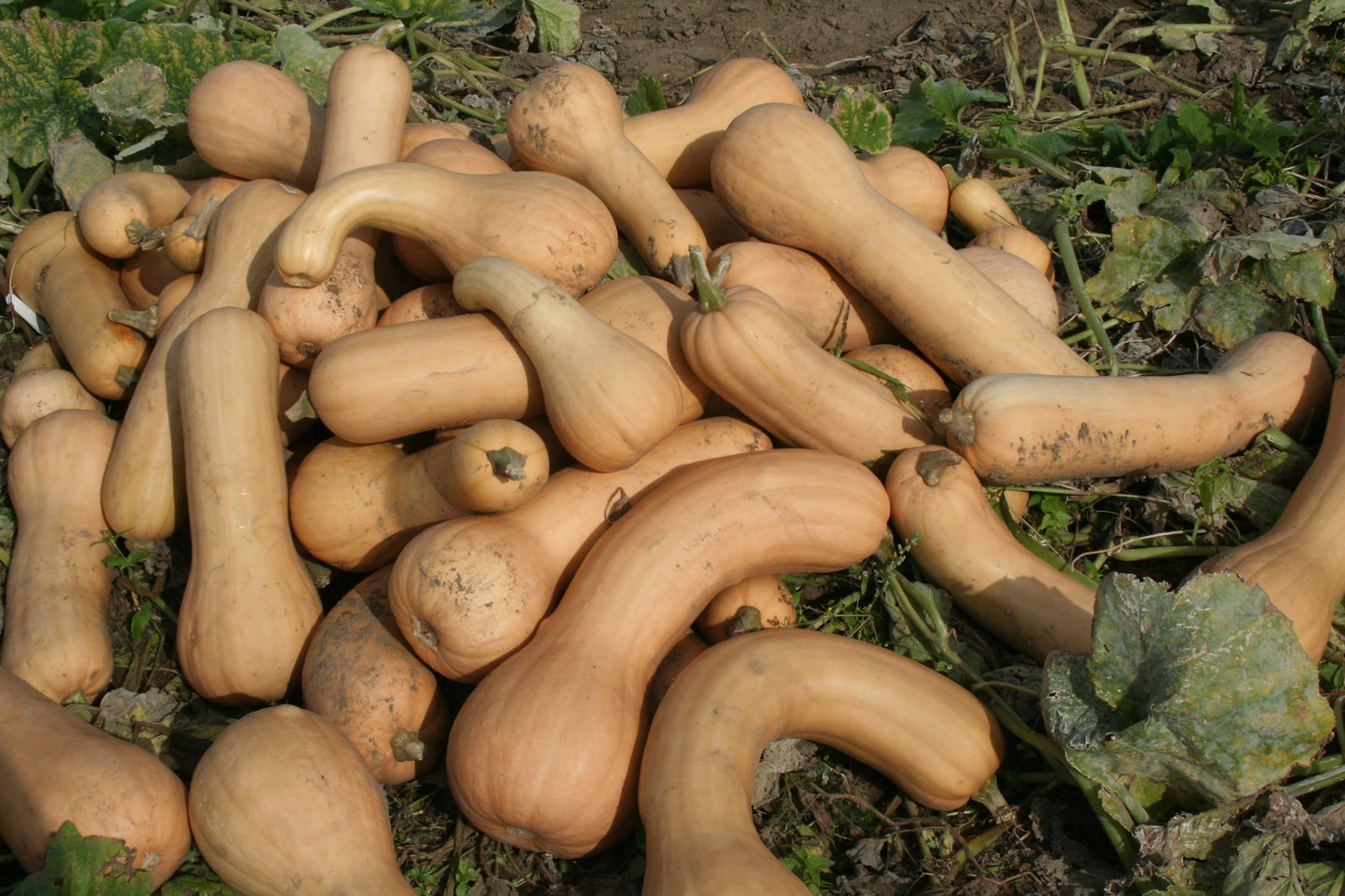 Squash Ultra F1 Hybrid Seeds