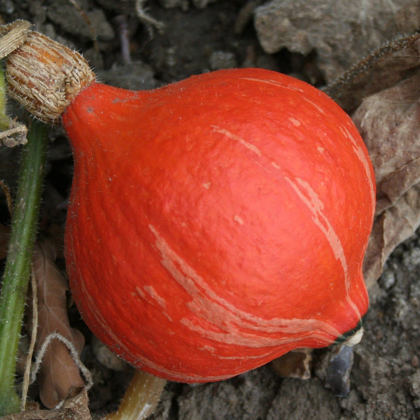 Squash Sunspot Seeds