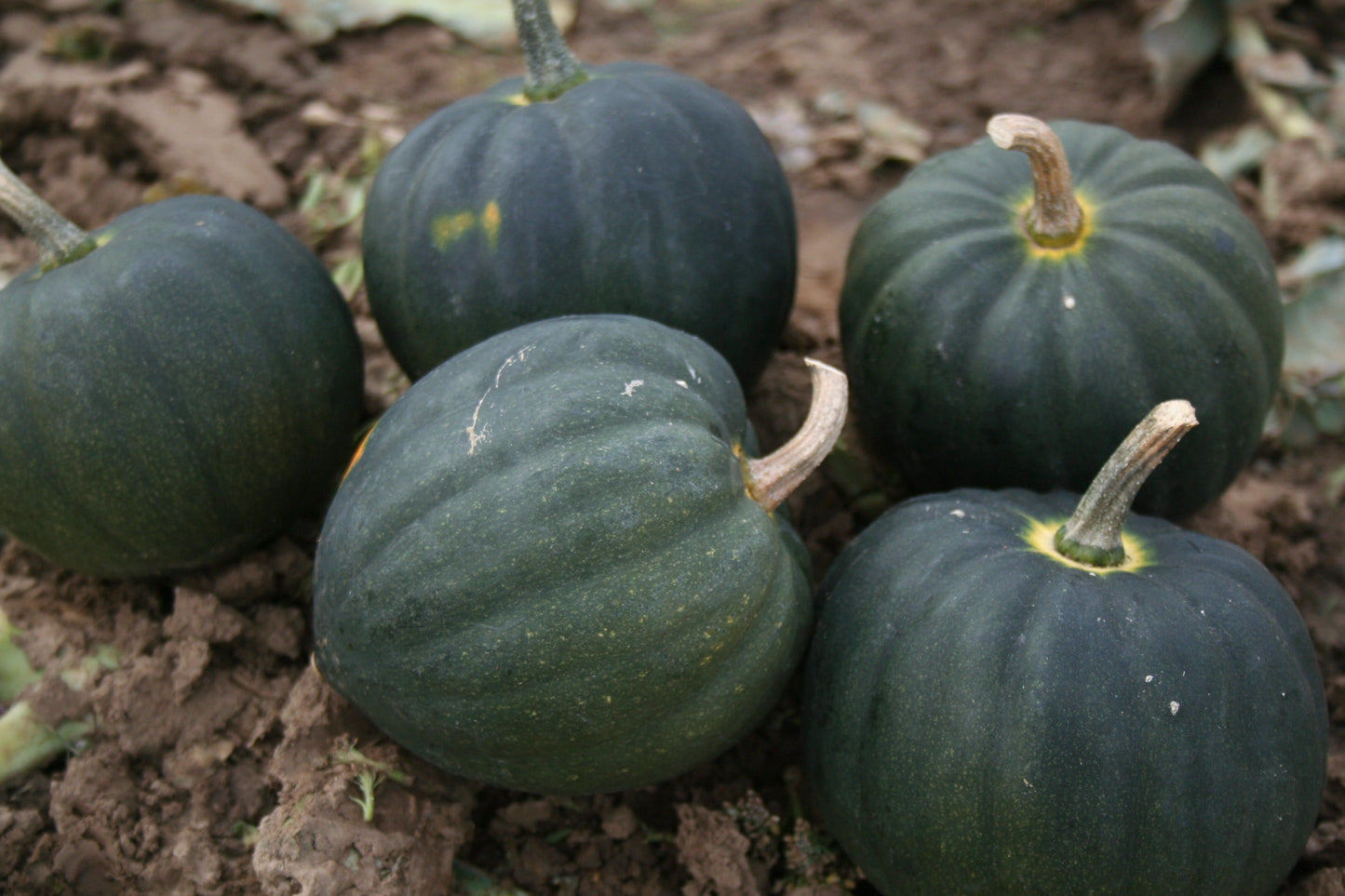 Squash Table Star F1 Hybrid Seeds