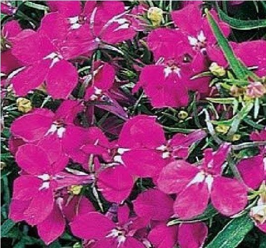 Lobelia Bedding Riviera Rose Seeds