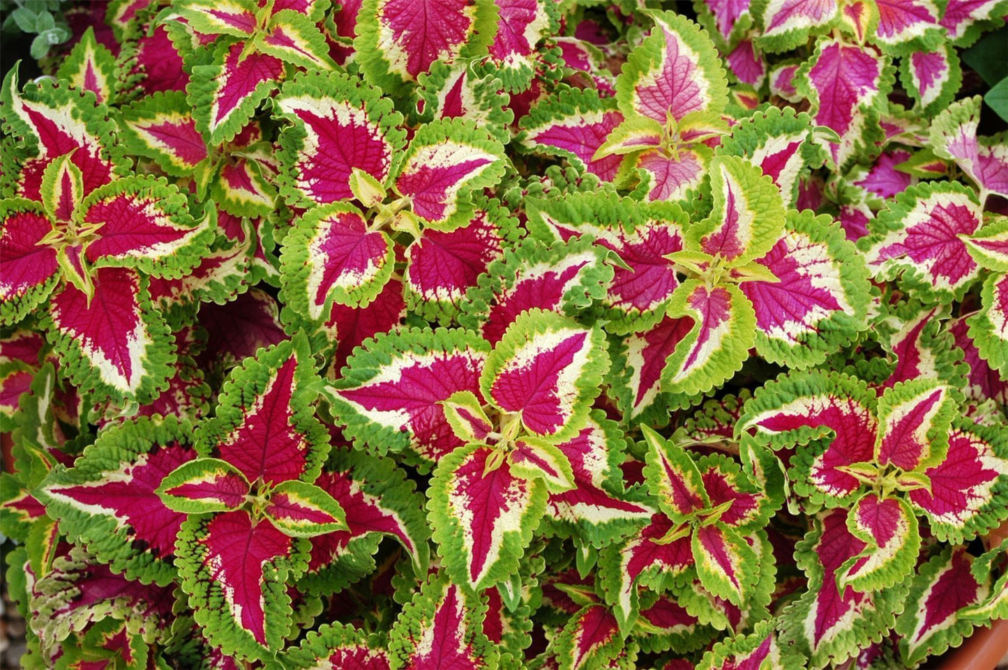 Coleus Kong Rose Seeds