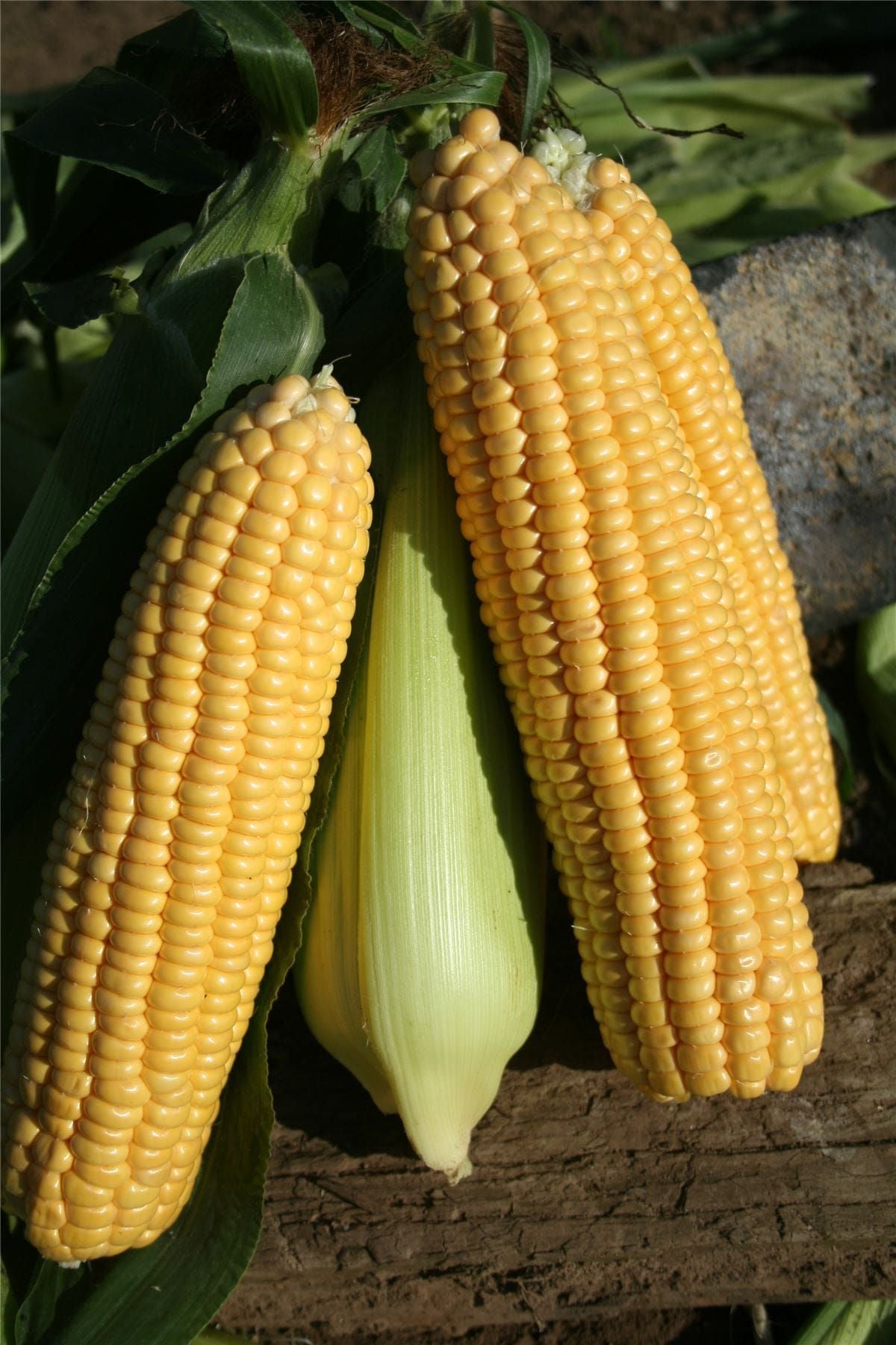 Sweetcorn Ovation F1 Hybrid Seeds