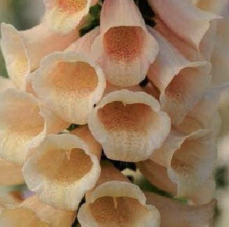 Foxglove Digitalis Dalmatian F1 Hybrid Peach Seeds