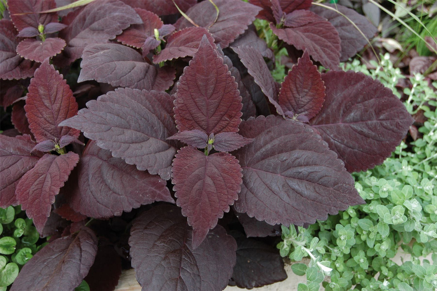 Coleus Dark Chocolate Seeds