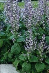 Clary Sage Seeds