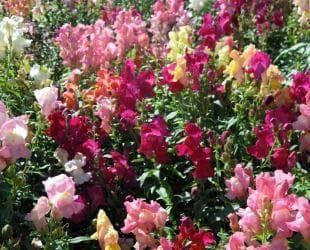 Antirrhinum Crown Mixture Seeds