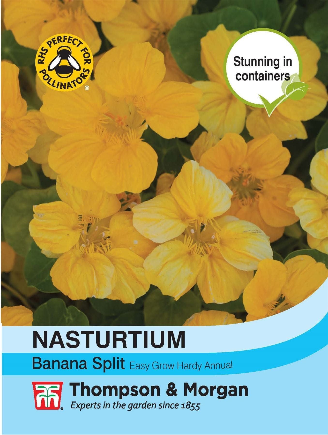 Thompson & Morgan - Flower - Nasturtium - Banana Split - 25 Seeds