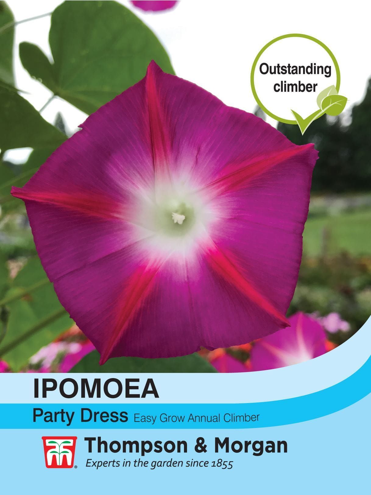 Thompson & Morgan - Flower - Ipomea - Party Dress - 30 Seeds