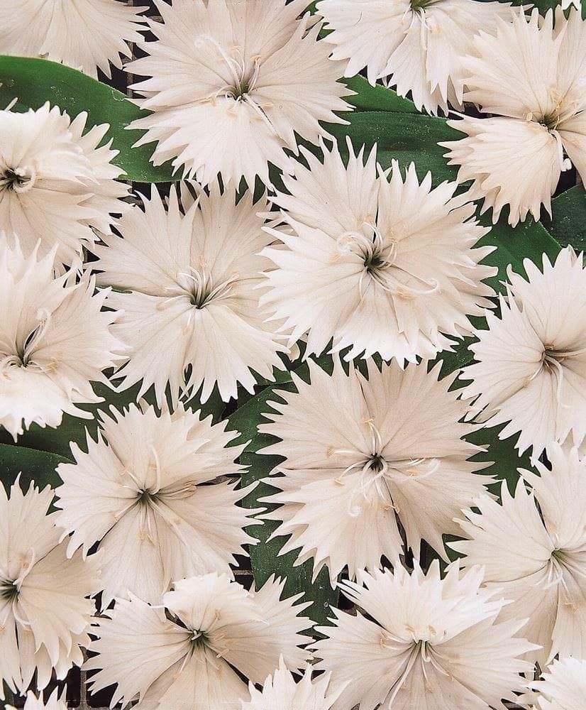 Dianthus Festival White F1 Hybrid Seeds