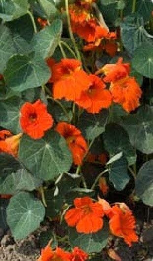 Nasturtium Tom Thumb Empress of India Seeds