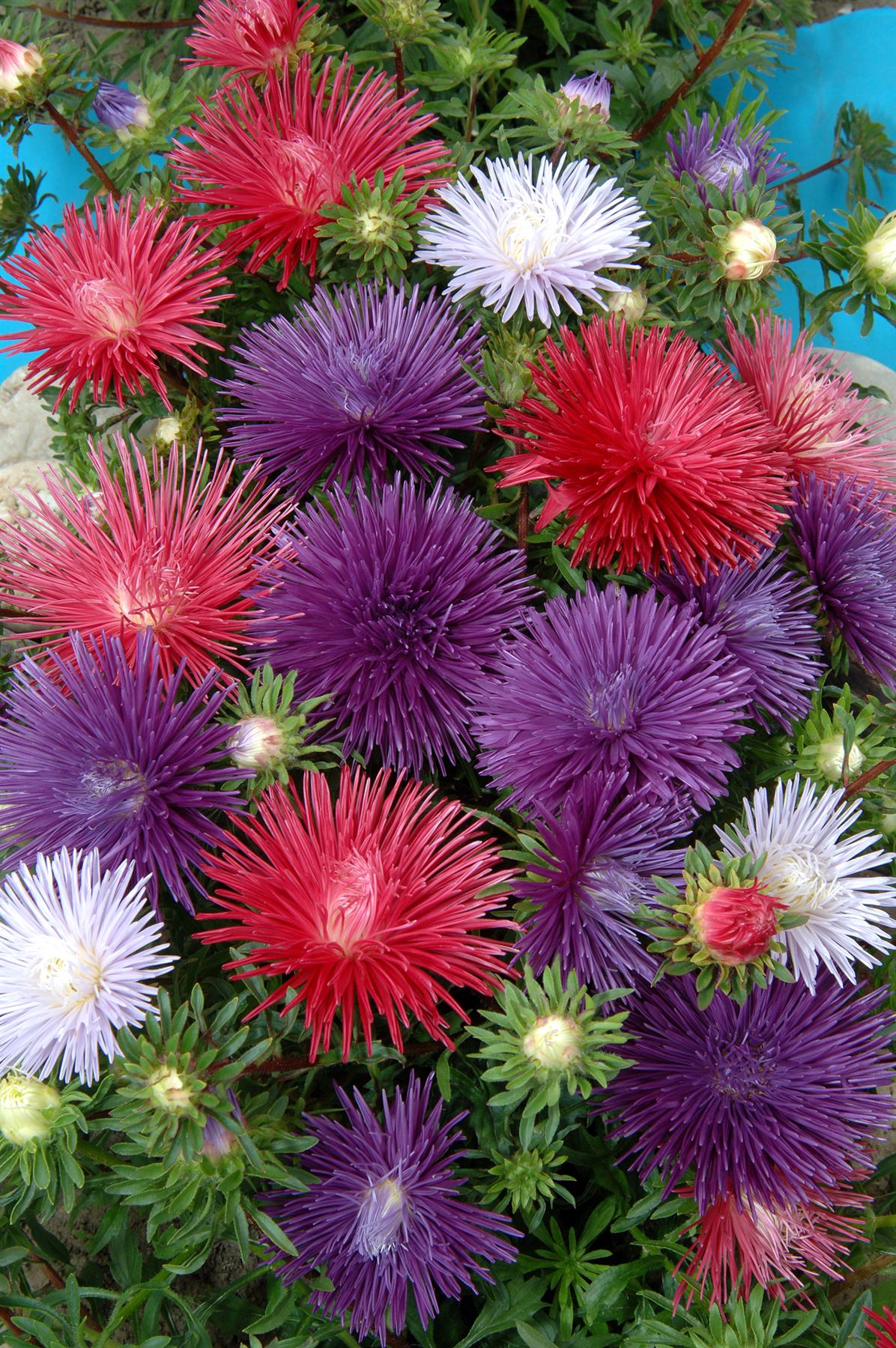 Aster Starlight Mixed Seeds