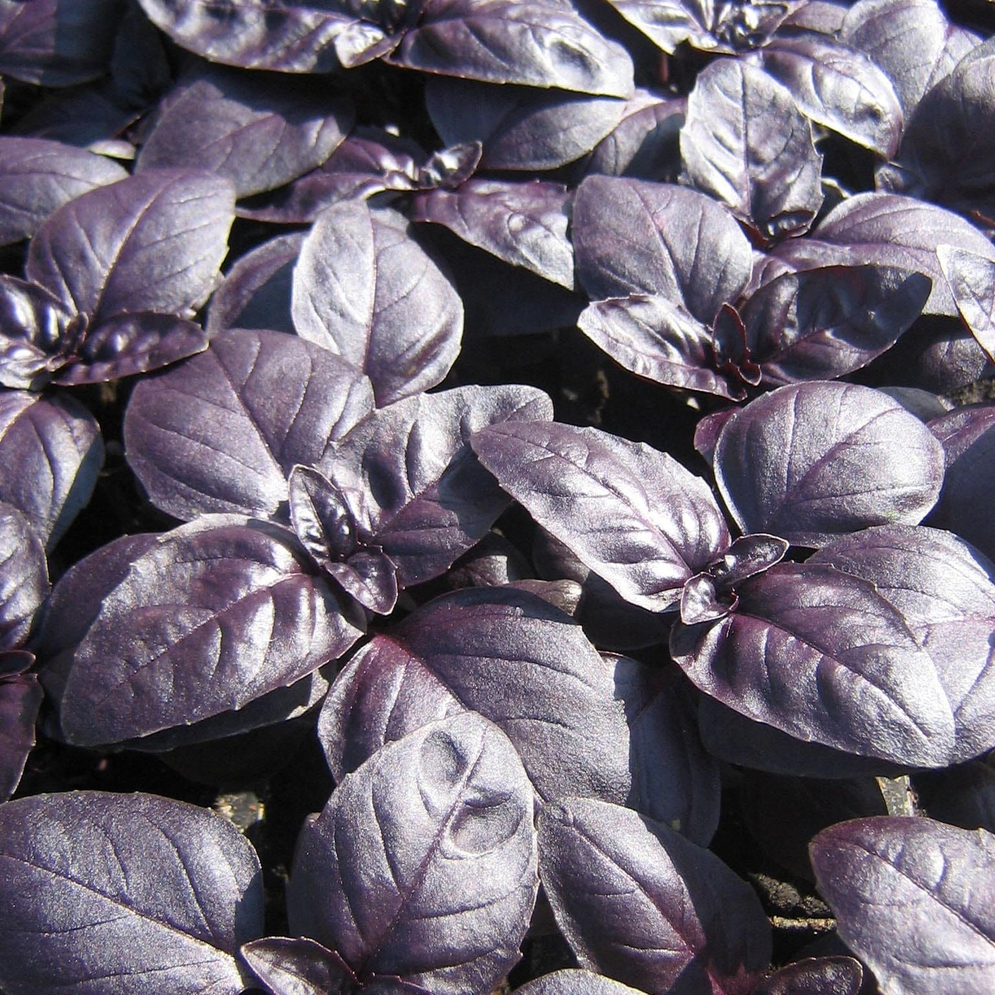 Basil Crimson King Seeds