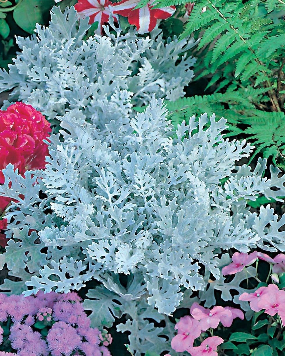 Mr Fothergills Cineraria Silver Dust 200 Seeds