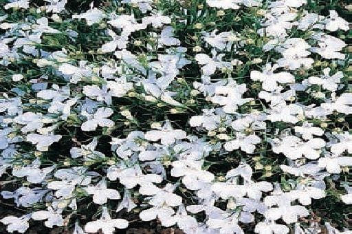 Lobelia Bedding White Lady Seeds