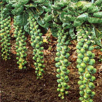Brussels Sprout Brigitte F1 Hybrid Seeds