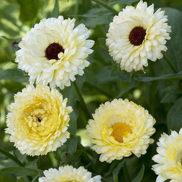 Calendula Officinalis Pot Marigold Snow Princess Seed