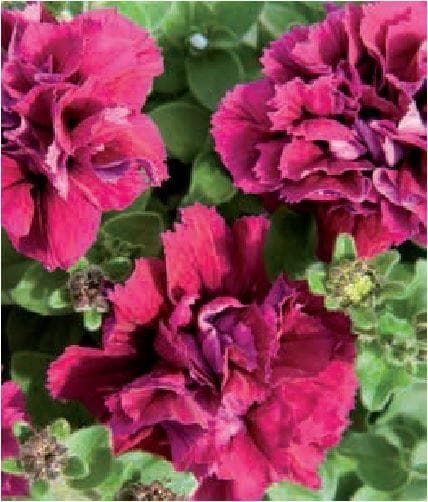 Petunia Double Pirouette Burgundy Seeds