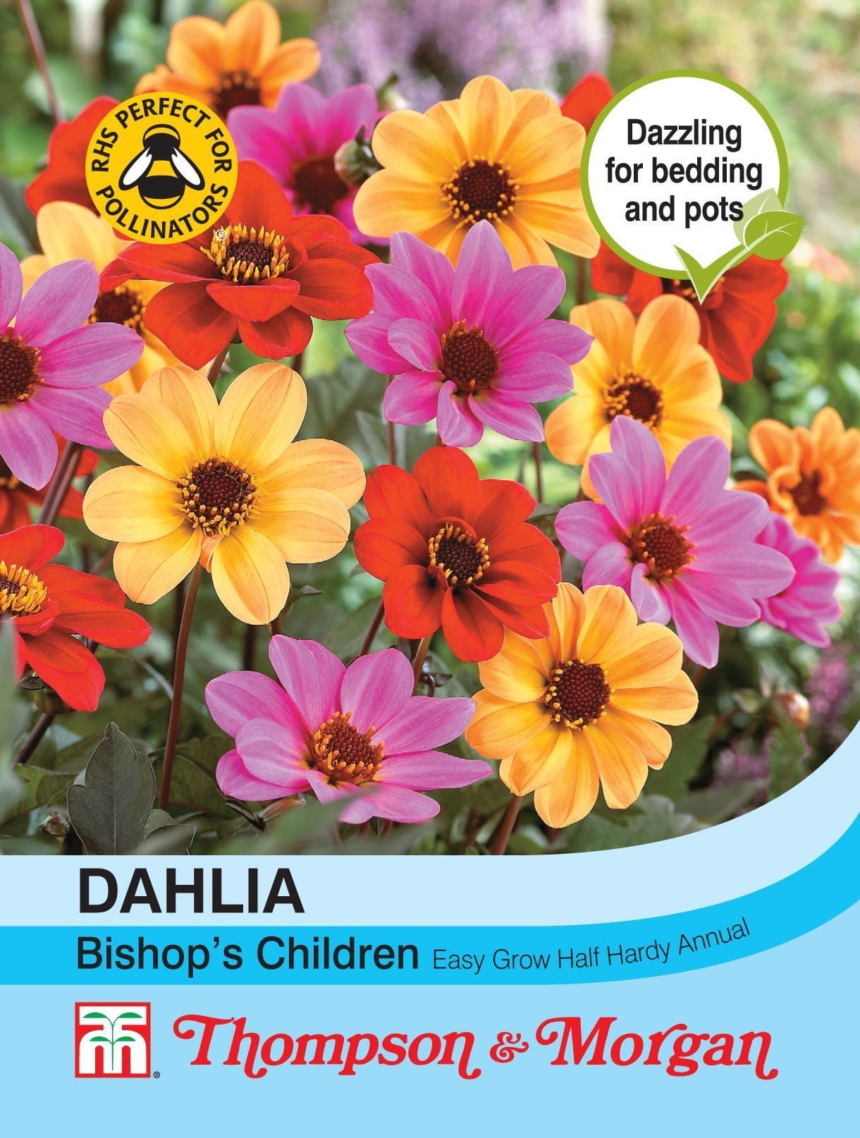 Thompson & Morgan Dahlia Bishops Children 50 Seed
