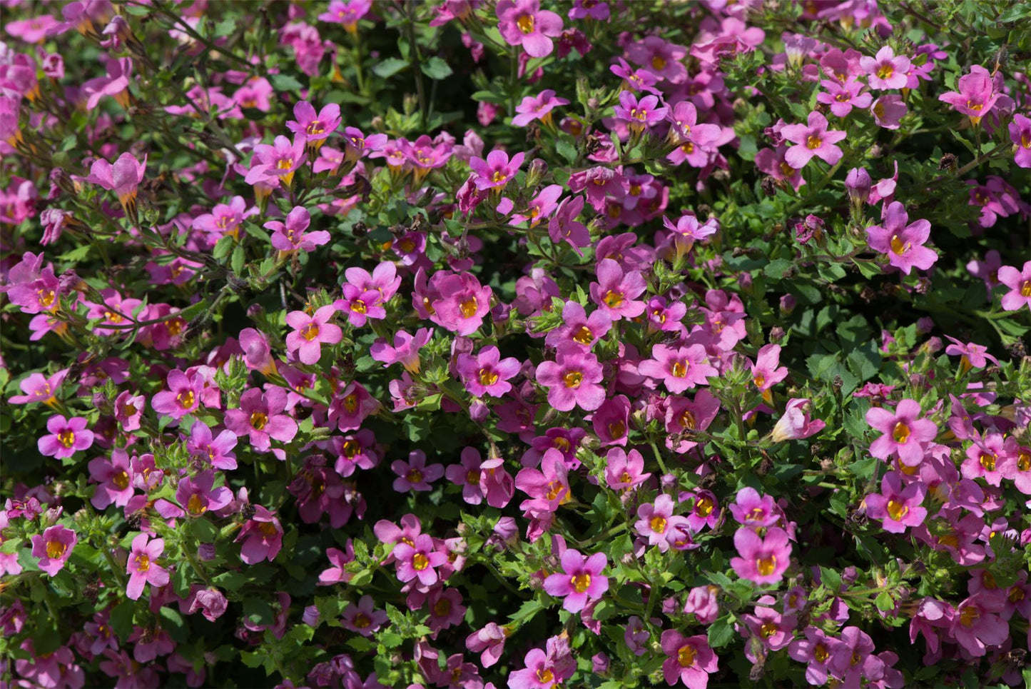 Bacopa Pinktopia Seed - Ideal for Hanging Baskets