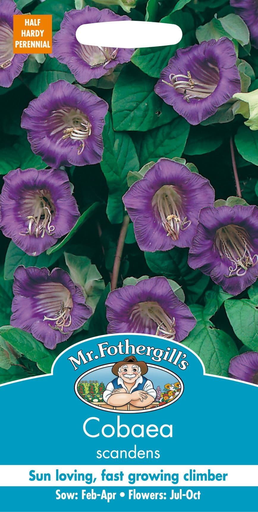Mr Fothergills Cobaea Scandens 20 Seeds