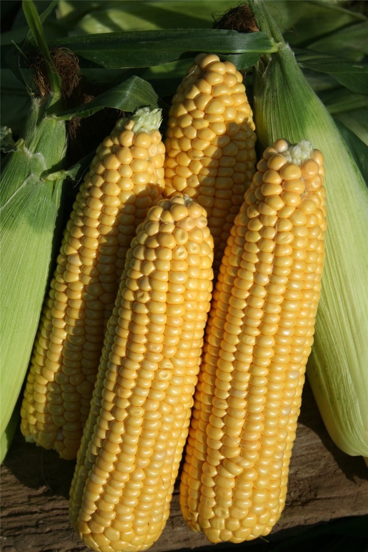 Sweetcorn Earlibird F1 Hybrid Seeds