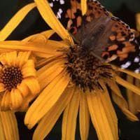 Ligularia clivorum desdemona Seeds