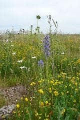 Wild Flower Meadow Mixture Sandy Soils Seeds