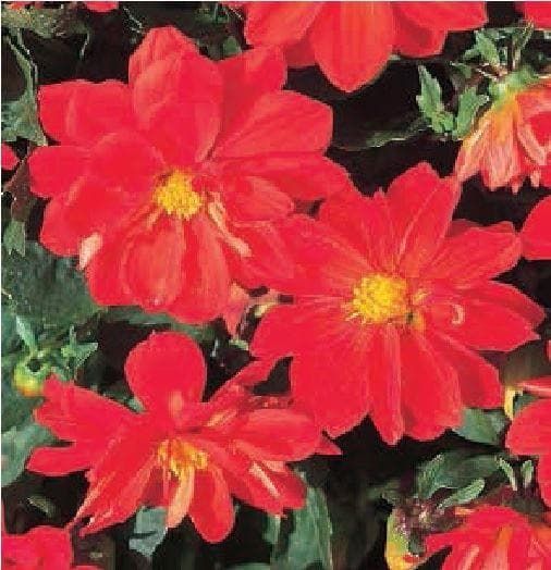 Dahlia Figaro Red Shades Seeds