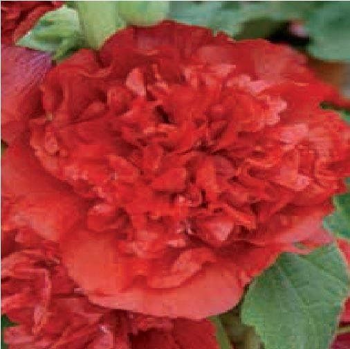 Hollyhock Chater Scarlet Seeds