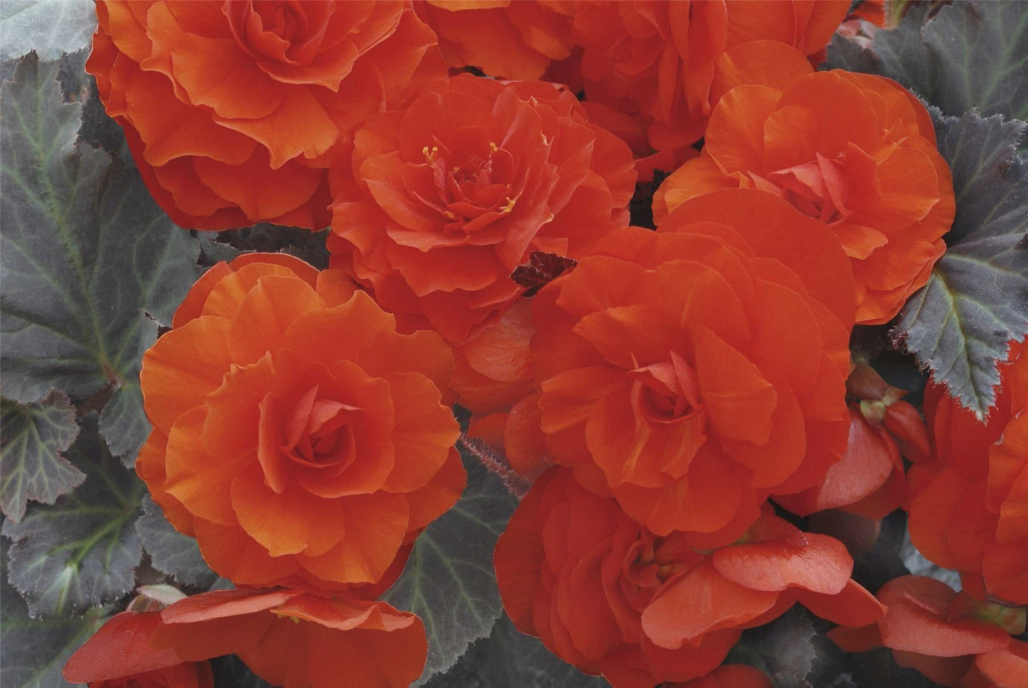 Begonia Nonstop Mocca Deep Orange F1 Hybrid Seeds