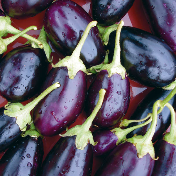 Aubergine Kaberi Seeds