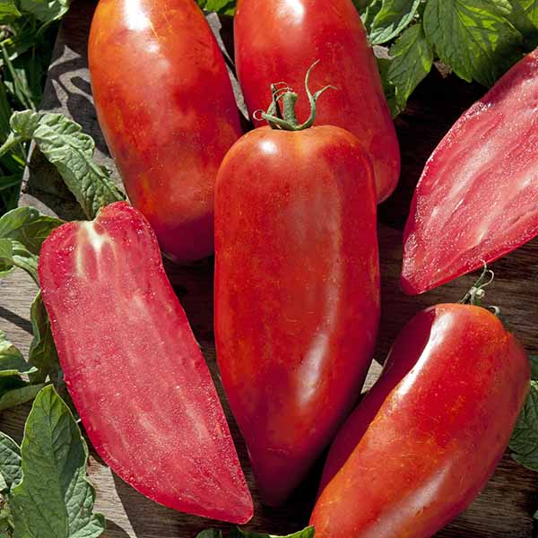 Tomato Bellandine F1 Hybrid Seeds